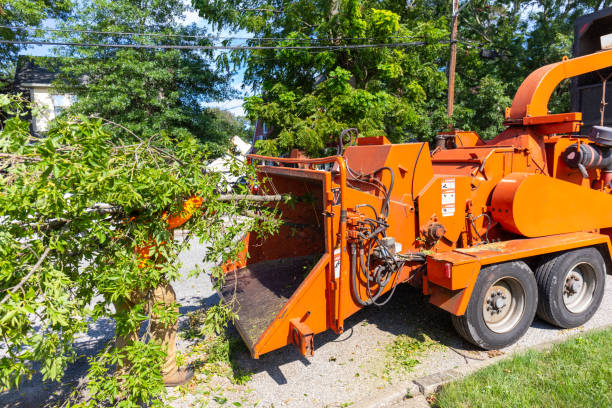 Best Commercial Tree Services  in Ponderosa Park, CO